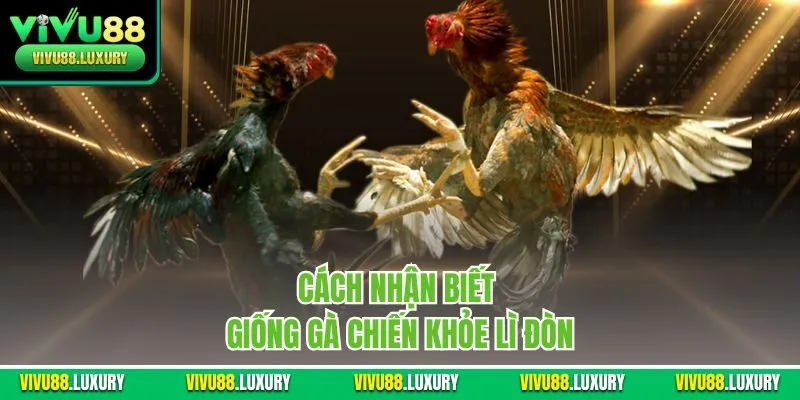 Cách nhận biết giống gà chiến khỏe lì đòn